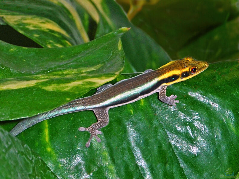 Phelsuma klemmeri im Terrarium halten (Einrichtungsbeispiele mit Blauer Bambus-Taggecko)