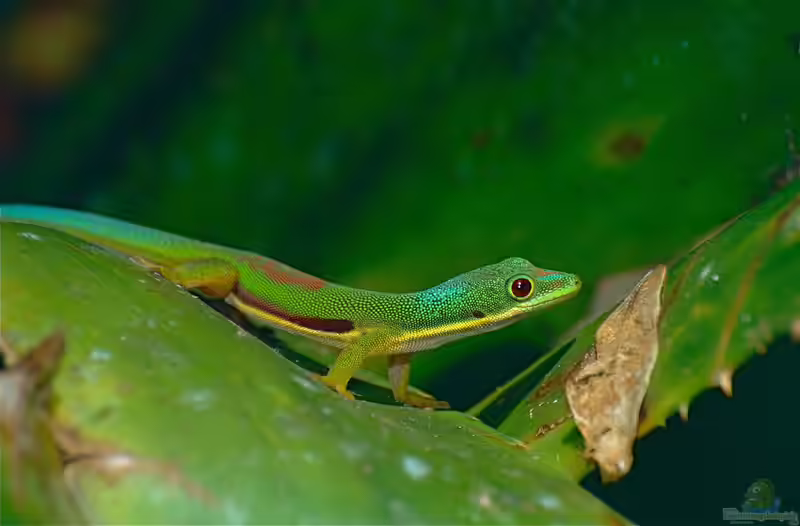 Phelsuma lineata im Terrarium halten (Einrichtungsbeispiele für Streifen-Taggecko)
