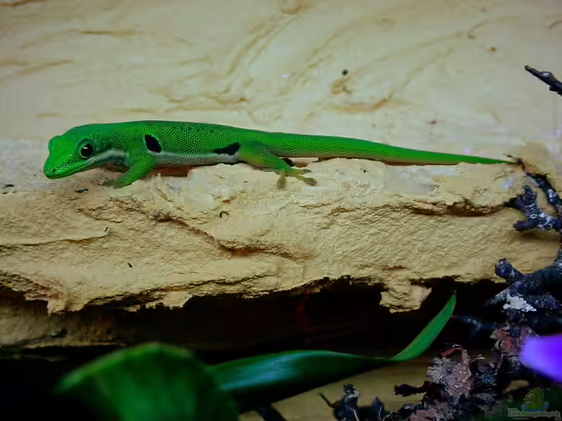Phelsuma quadriocellata im Terrarium halten (Einrichtungsbeispiele für Pfauenaugen-Taggecko)