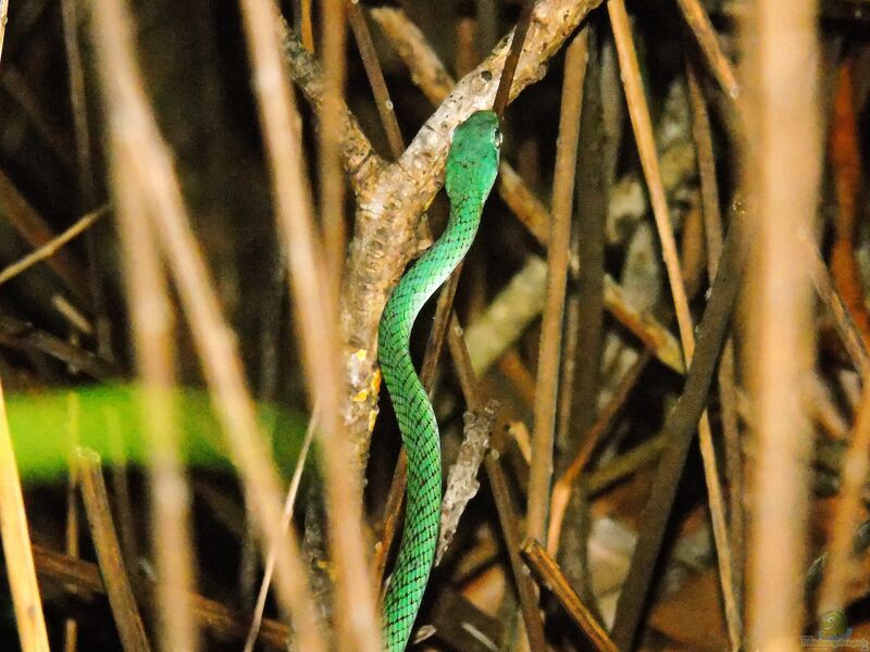 Philothamnus punctatus im Terrarium halten (Einrichtungsbeispiele für Punktierte Grasnattern)