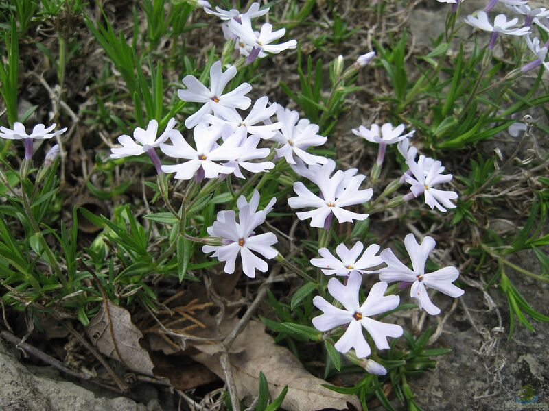 Phlox bifida am Gartenteich pflanzen (Einrichtungsbeispiele mit Zweispaltiger Phlox)