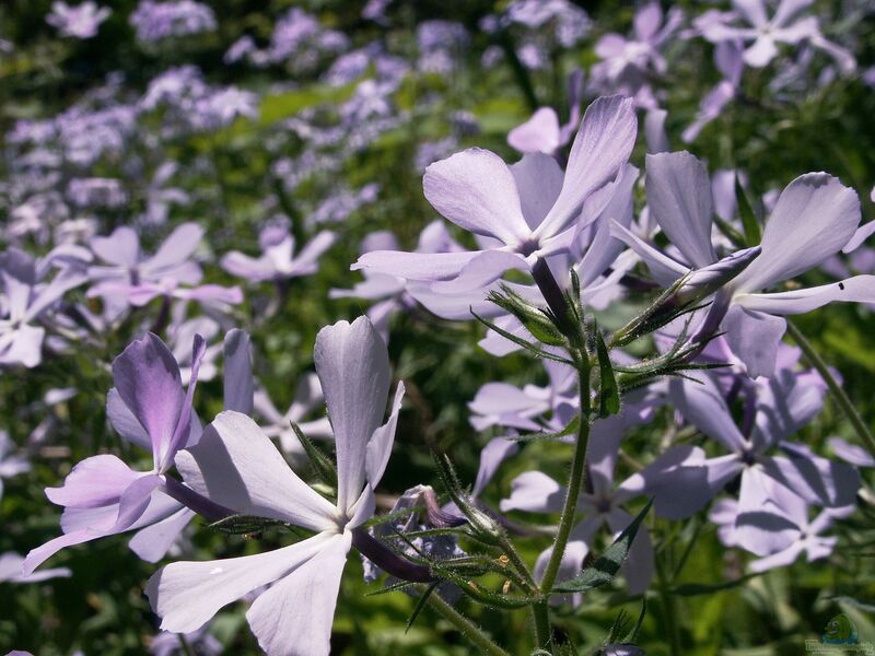 Phlox divaricata am Gartenteich pflanzen (Einrichtungsbeispiele mit Wald-Phlox)