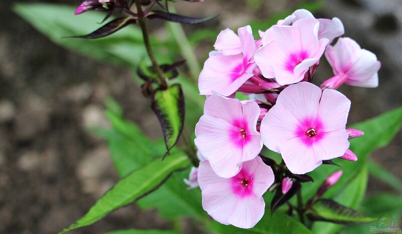 Phlox floridana am Gartenteich pflanzen (Einrichtungsbeispiele mit Florida-Phlox)