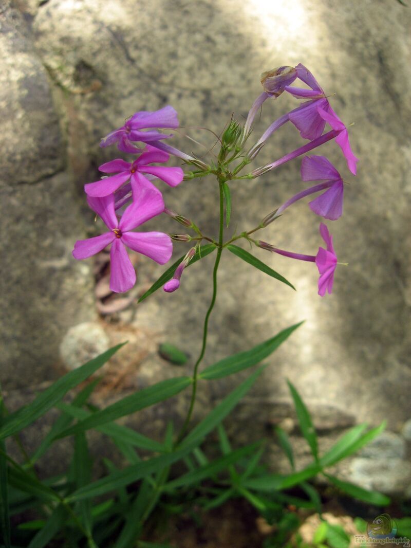 Phlox glaberrima am Gartenteich pflanzen (Einrichtungsbeispiele mit Vorsommer-Phlox)