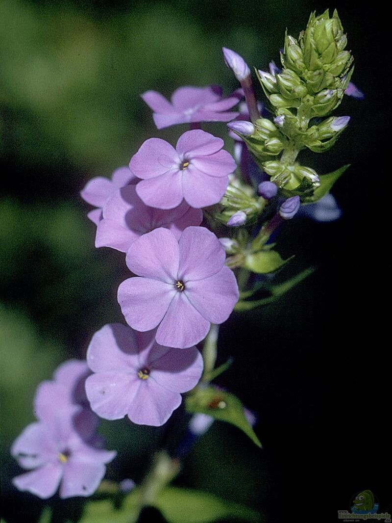 Phlox maculata am Gartenteich pflanzen (Einrichtungsbeispiele mit Gefleckter Phlox)