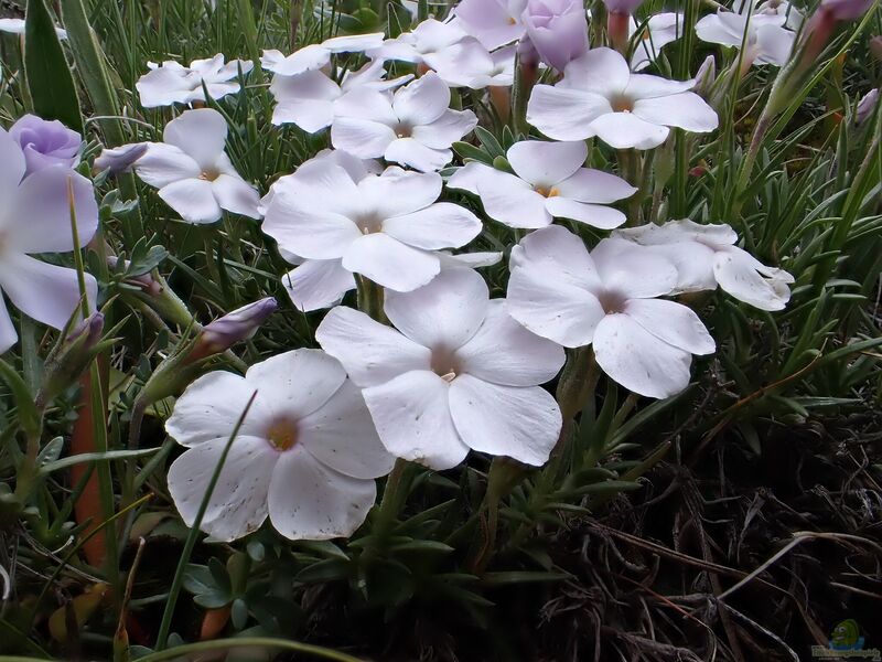 Phlox multiflora am Gartenteich pflanzen (Einrichtungsbeispiele mit Vielblütiger Phlox)