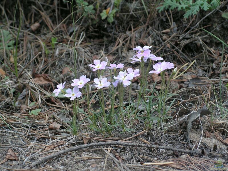 Phlox sibirica am Gartenteich pflanzen (Einrichtungsbeispiele mit Sibirischer Phlox)