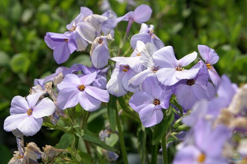 Phlox stolonifera am Gartenteich pflanzen (Einrichtungsbeispiele mit Wander-Phlox)