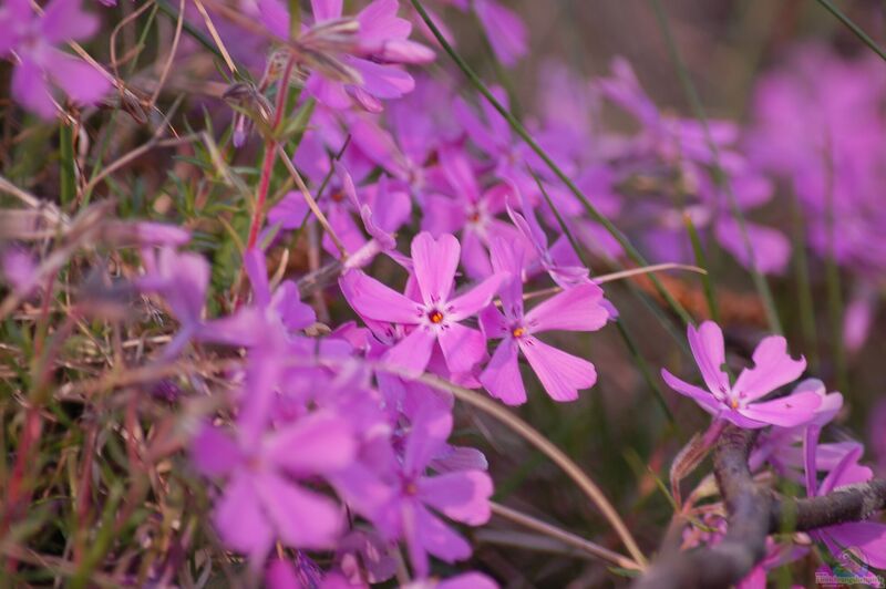 Phlox subulata am Gartenteich pflanzen (Einrichtungsbeispiele mit Teppichphlox)