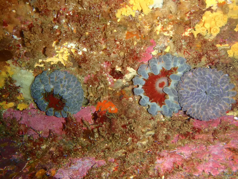 Phlyctenanthus australis im Aquarium halten (Einrichtungsbeispiele für Südliche Seeanamone)