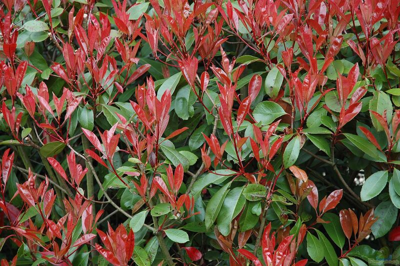 Photinia fraseri am Gartenteich pflanzen (Einrichtungsbeispiele mit Frasers Glanzmispel)