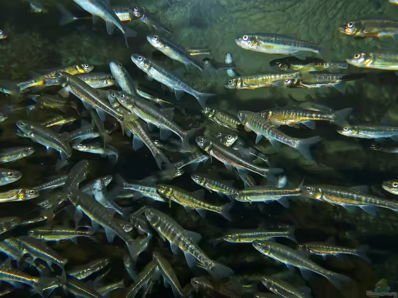 Phoxinus phoxinus im Gartenteich halten (Einrichtungsbeispiele für Elritzen)