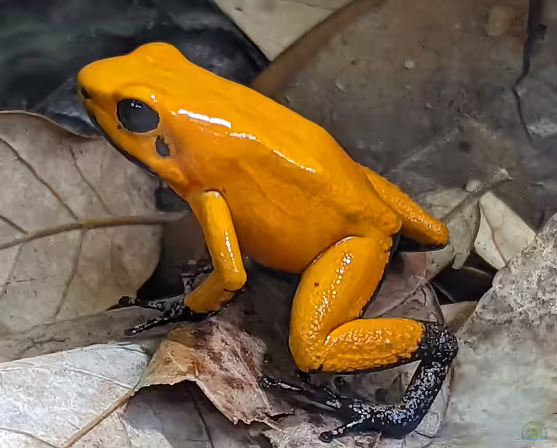 Phyllobates terribilis im Terrarium halten (Einrichtungsbeispiele für Goldener Blattsteiger)