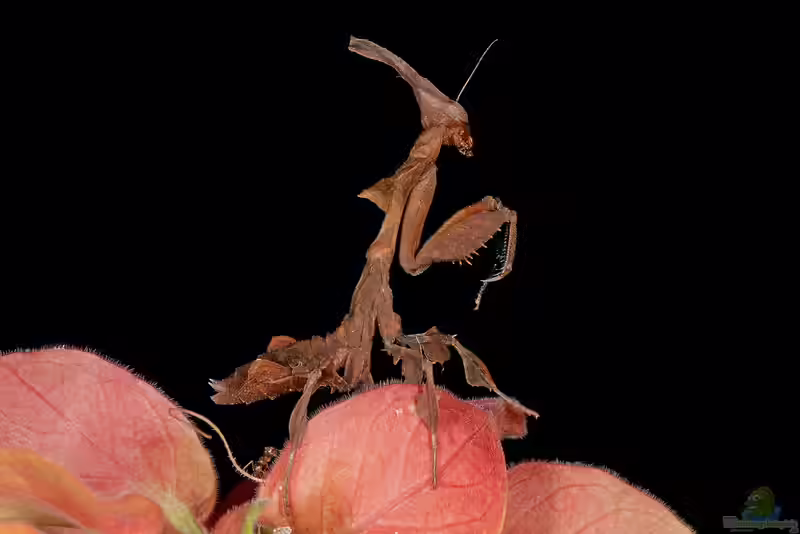 Phyllocrania paradoxa im Terrarium halten (Einrichtungsbeispiele für Geistermantis)