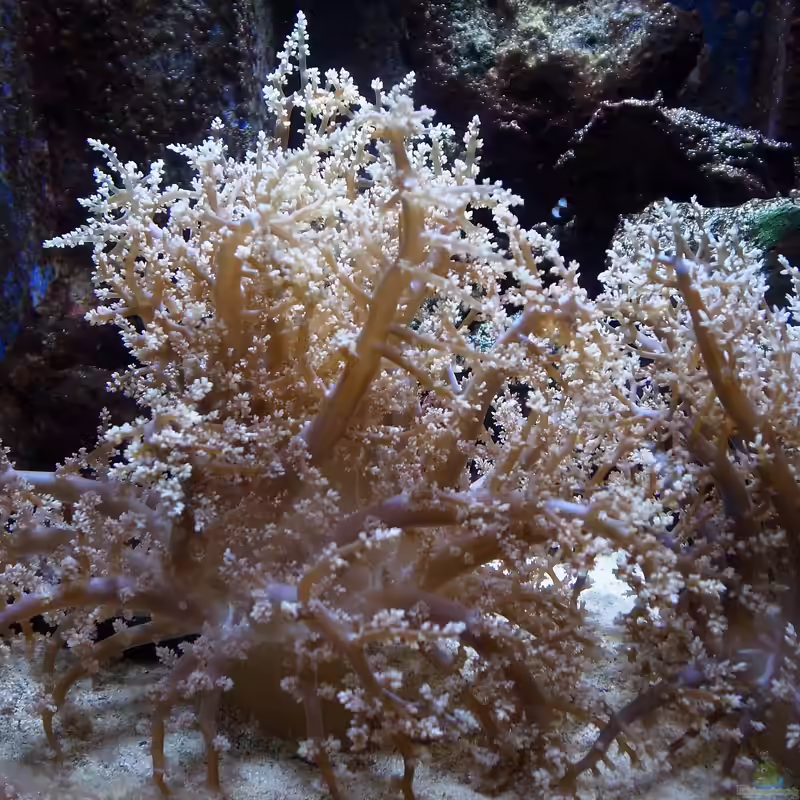 Phyllodiscus semoni im Aquarium halten (Einrichtungsbeispiele für Nachtanemone)