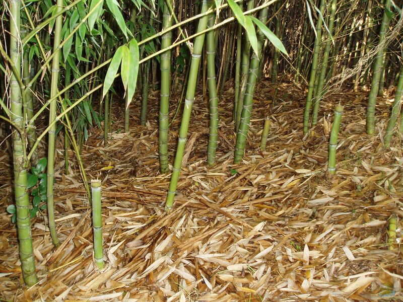 Phyllostachys aurea im Garten pflanzen (Einrichtungsbeispiele mit Goldrohrbambus)