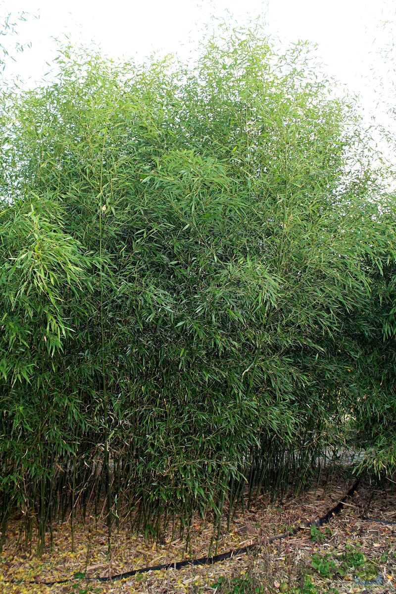 Phyllostachys bissetii am Gartenteich pflanzen (Einrichtungsbeispiele mit Riesenbambus)