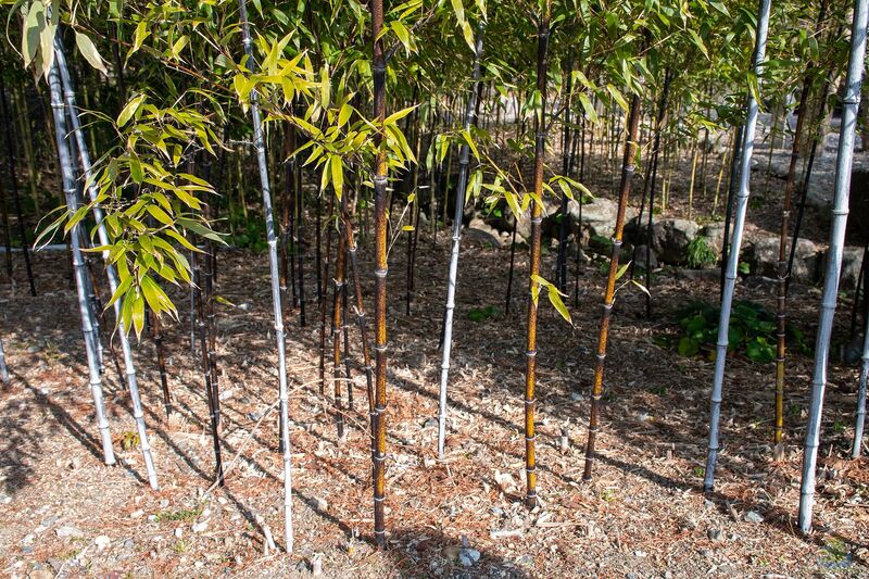 Phyllostachys nigra im Garten pflanzen (Einrichtungsbeispiele mit Schwarzrohrbambus)