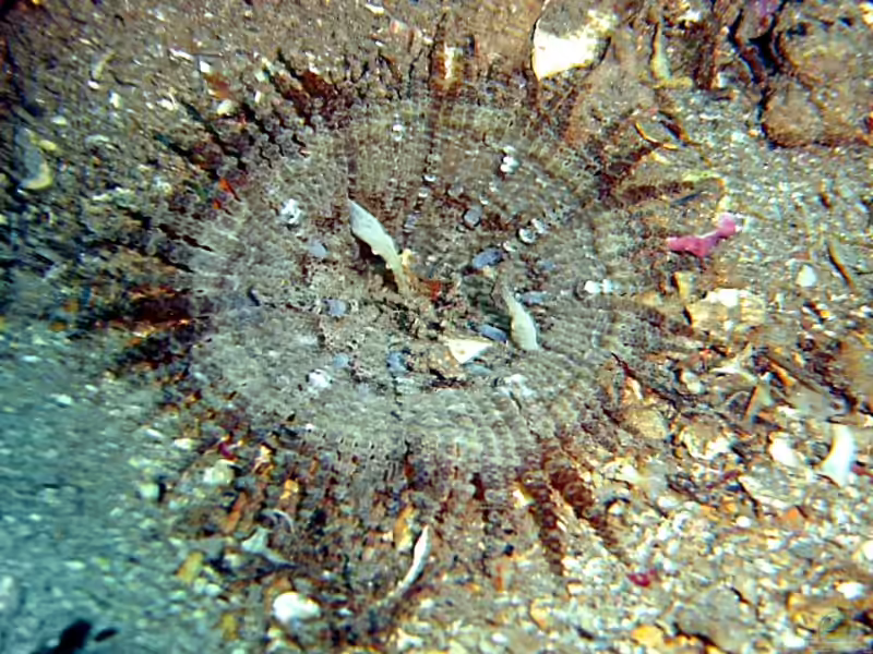 Phymanthus pulcher im Aquarium halten (Einrichtungsbeispiele für Sandblumenanemone)