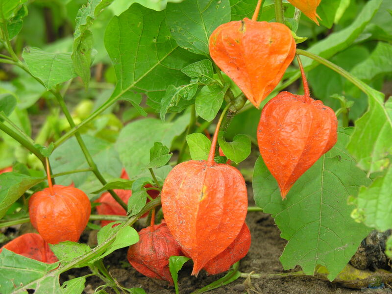 Physalis alkekengi im Garten pflanzen (Einrichtungsbeispiele mit Lampionblume)