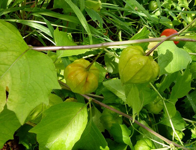 Physalis peruviana im Garten pflanzen (Einrichtungsbeispiele mit Kapstachelbeere)