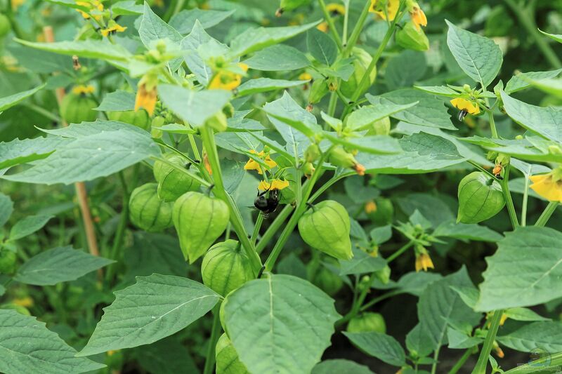 Physalis philadelphica im Garten pflanzen (Einrichtungsbeispiele mit Tomatillo)