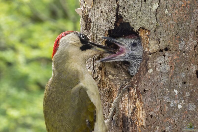 Picus viridis im Garten (Einrichtungsbeispiele mit Grünspecht)