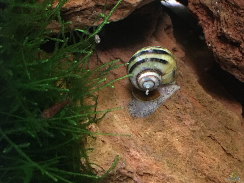 Pila ampullacea im Aquarium halten (Einrichtungsbeispiele mit Asiatische Riesen-Apfelschnecke)