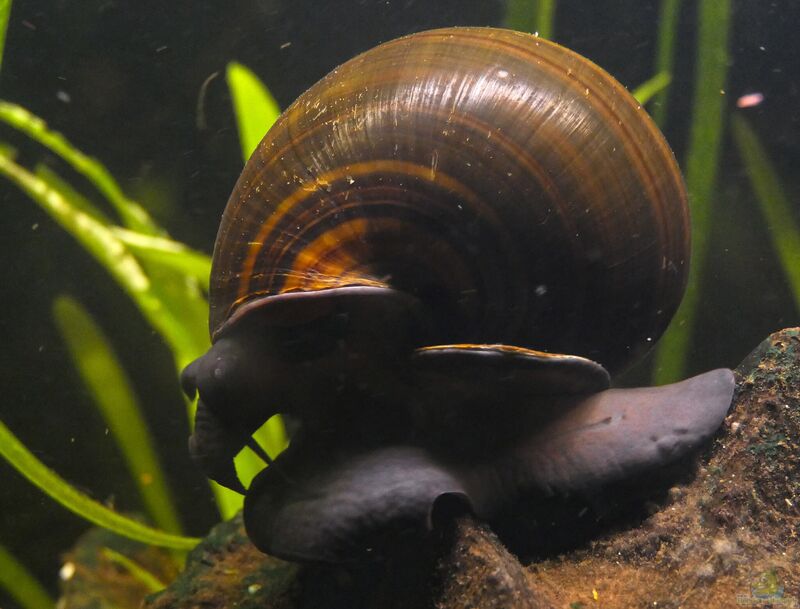 Pila wernei im Aquarium halten (Einrichtungsbeispiele mit Afrikanische Riesen-Apfelschnecke)