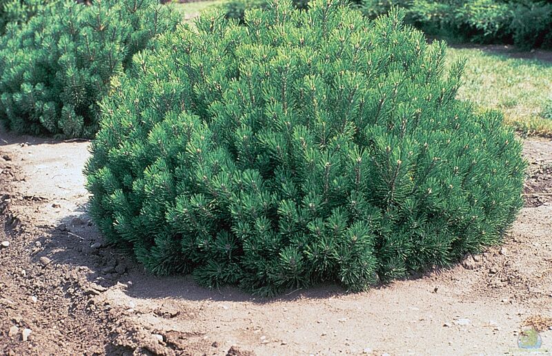 Pinus mugo im Garten pflanzen (Einrichtungsbeispiele mit Bergkiefer)