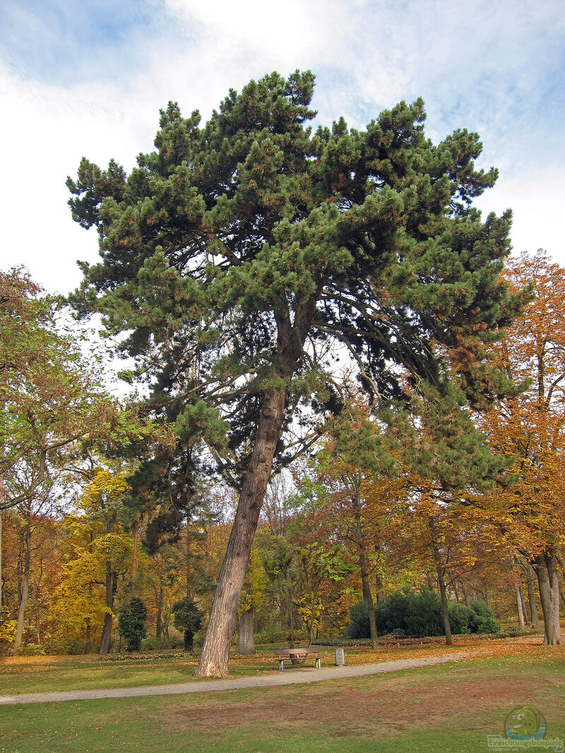 Pinus nigra im Garten pflanzen (Einrichtungsbeispiele mit Schwarzkiefer)