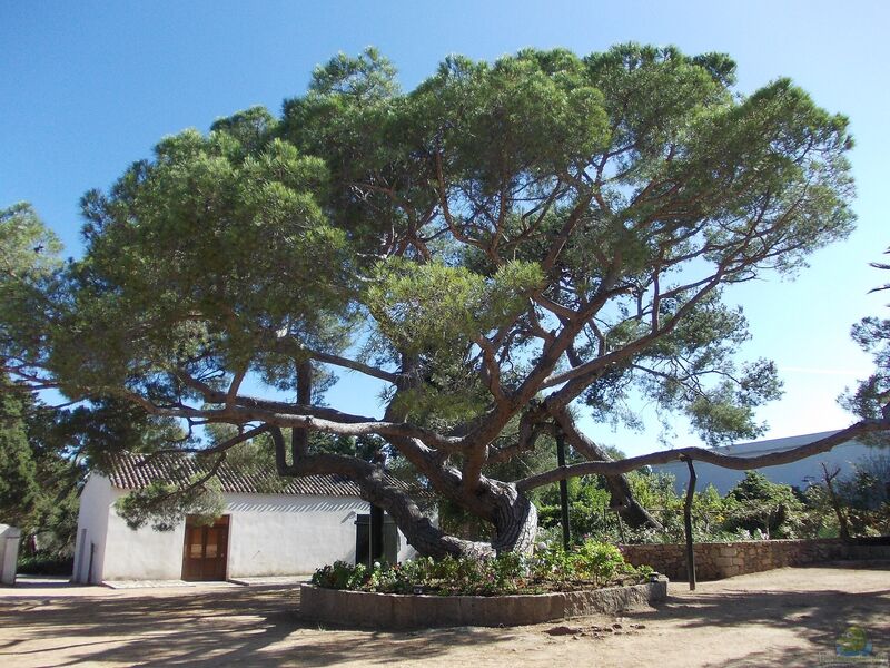 Pinus pinea im Garten pflanzen (Einrichtungsbeispiele mit Pinie)