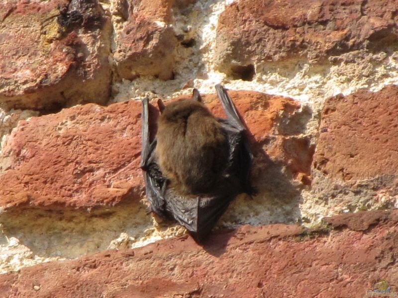 Pipistrellus pipistrellus im Garten (Einrichtungsbeispiele mit Zwergfledermaus)