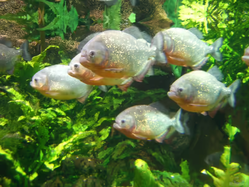 Piranhas im Aquarium halten (Einrichtungsbeispiele für Pygocentrus nattereri)