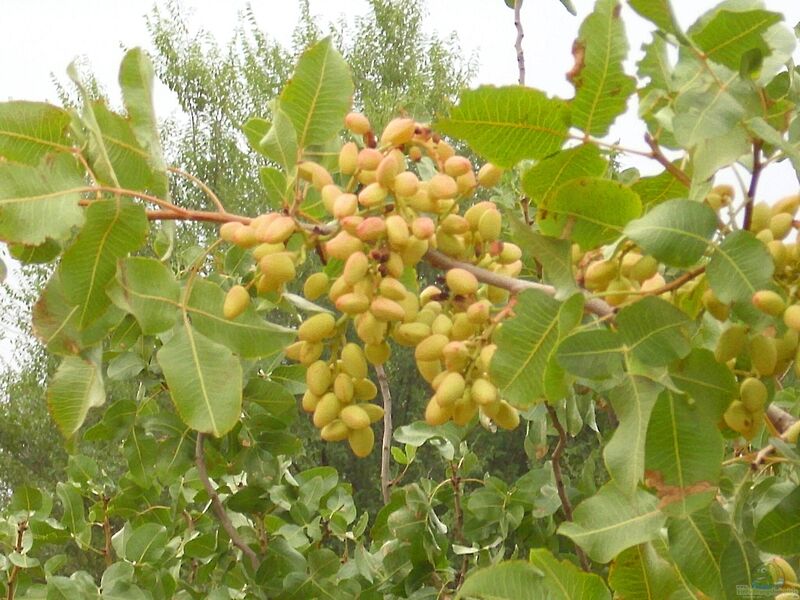 Pistacia vera im Garten pflanzen (Einrichtungsbeispiele mit Pistazien)