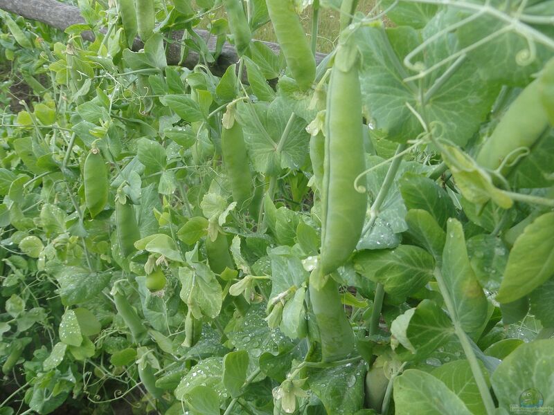 Pisum sativum im Garten pflanzen (Einrichtungsbeispiele mit Gartenerbse)