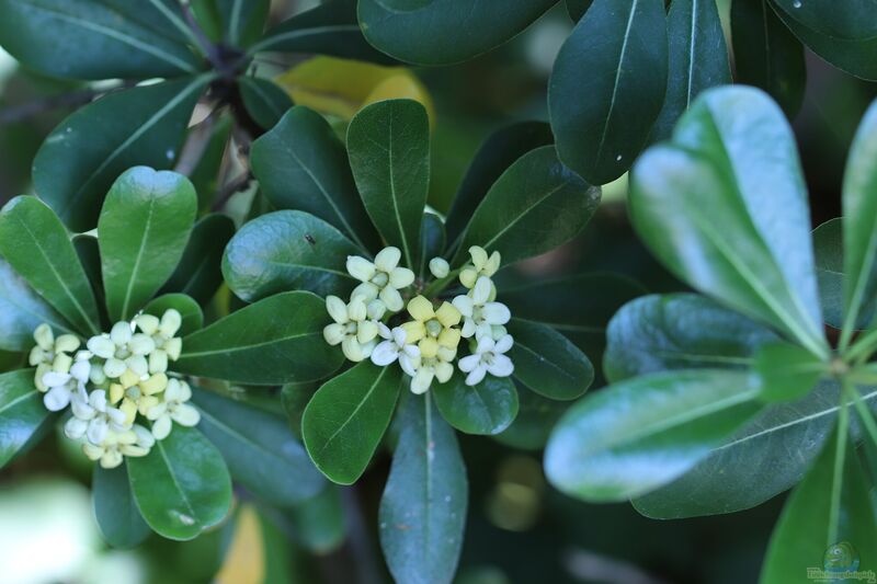 Pittosporum tobira im Garten pflanzen (Einrichtungsbeispiele mit Chinesischer Klebsame)