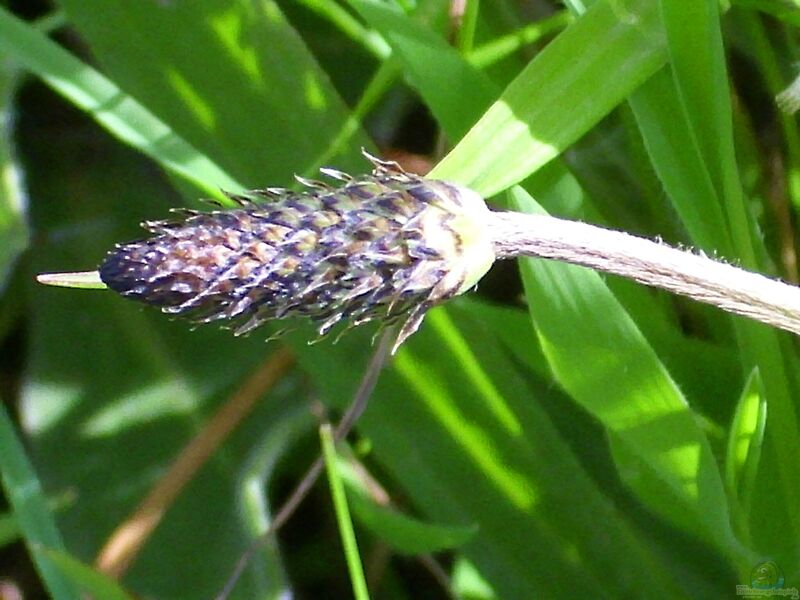 Plantago lanceolata im Garten pflanzen (Einrichtungsbeispiele mit Spitzwegerich)