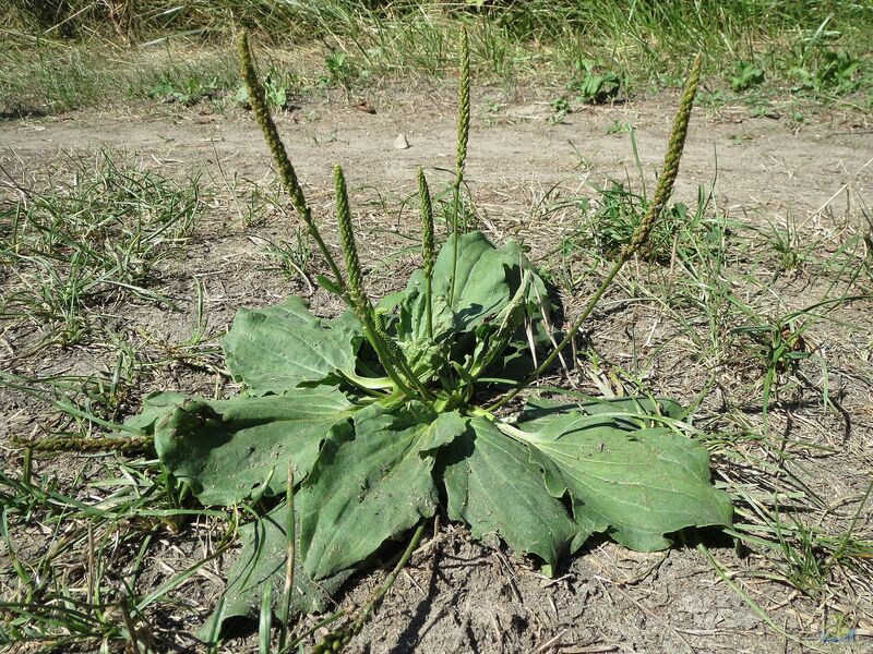 Plantago major im Garten pflanzen (Einrichtungsbeispiele mit Breitwegerich)