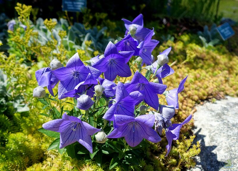 Platycodon grandiflorus im Garten pflanzen (Einrichtungsbeispiele mit Ballonblume)