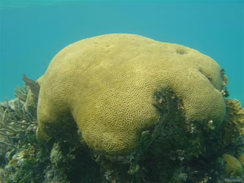 Platygyra carnosus im Aquarium halten (Einrichtungsbeispiele für Großpolypige Steinkoralle)