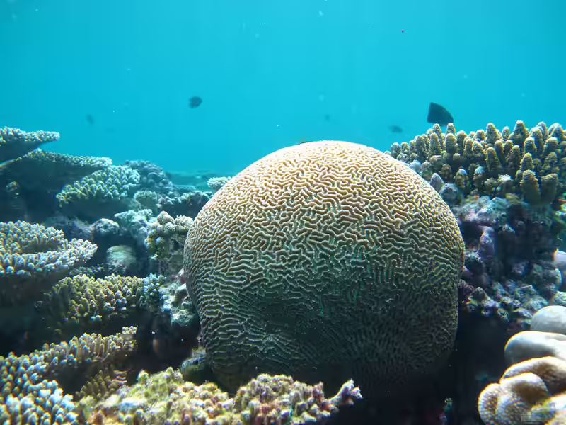 Platygyra sinensis im Aquarium halten (Einrichtungsbeispiele für Großpolypige Steinkoralle)