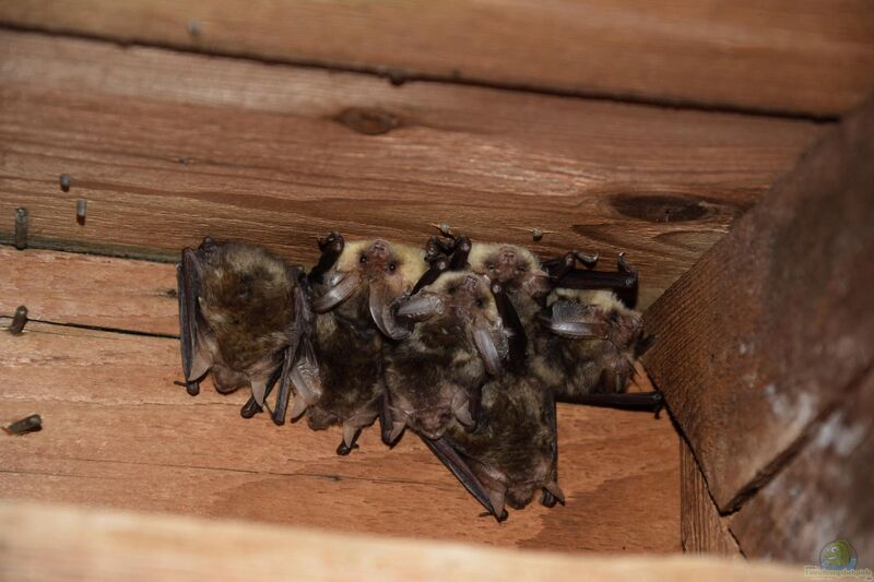 Plecotus auritus im Garten (Einrichtungsbeispiele mit Braunes Langohr)