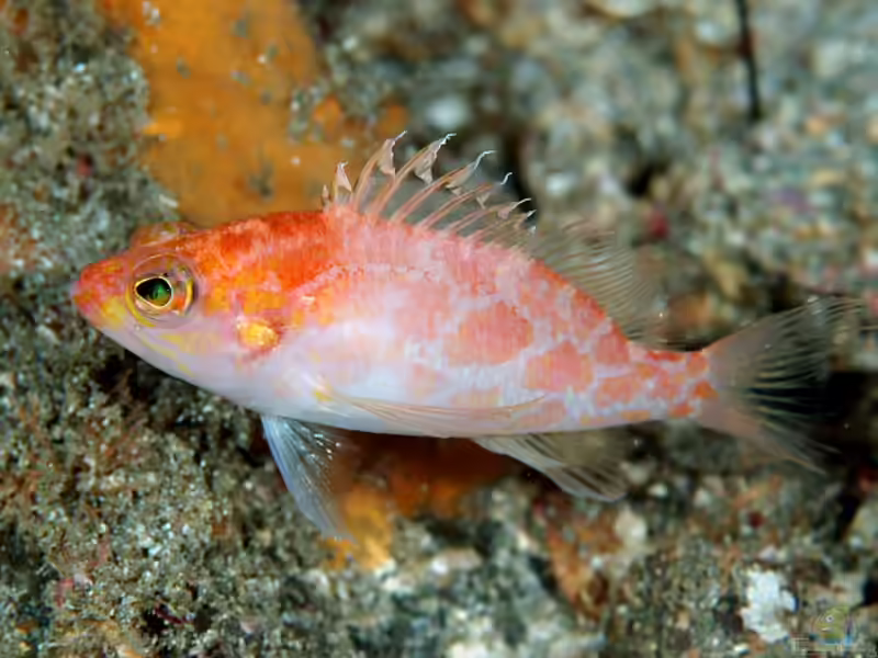 Plectranthias sagamiensis im Aquarium halten (Einrichtungsbeispiele für Sagami-Zwergfahnenbarsch)