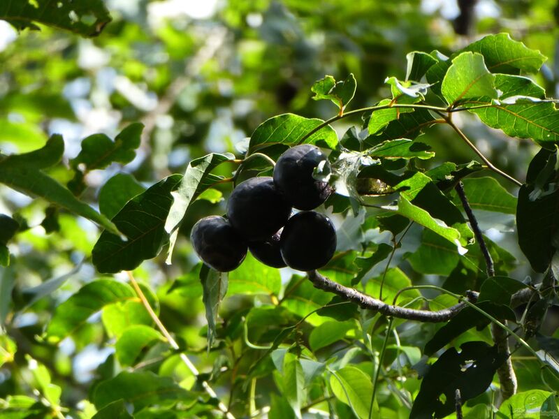 Pleiogynium timorense im Garten pflanzen (Einrichtungsbeispiele mit Burdekinpflaume)