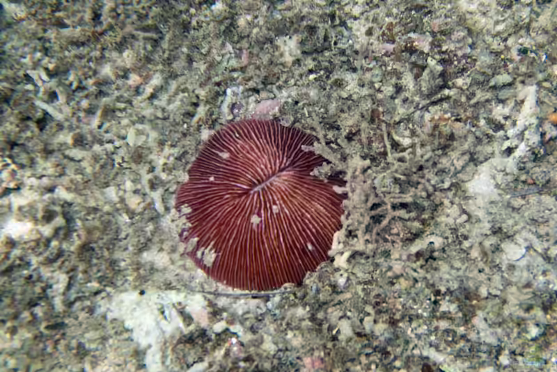 Pleuractis granulosa im Aquarium halten (Einrichtungsbeispiele für Großpolypige Steinkoralle)
