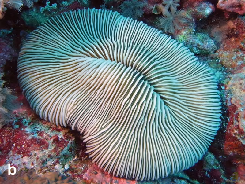 Pleuractis gravis im Aquarium halten (Einrichtungsbeispiele für Großpolypige Steinkoralle)