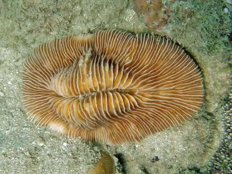 Pleuractis moluccensis im Aquarium halten (Einrichtungsbeispiele für Großpolypige Steinkoralle)