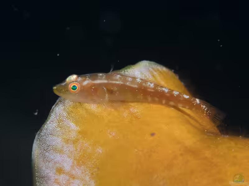 Pleurosicya mossambica im Aquarium halten (Einrichtungsbeispiele für Pleurosicya mossambica)