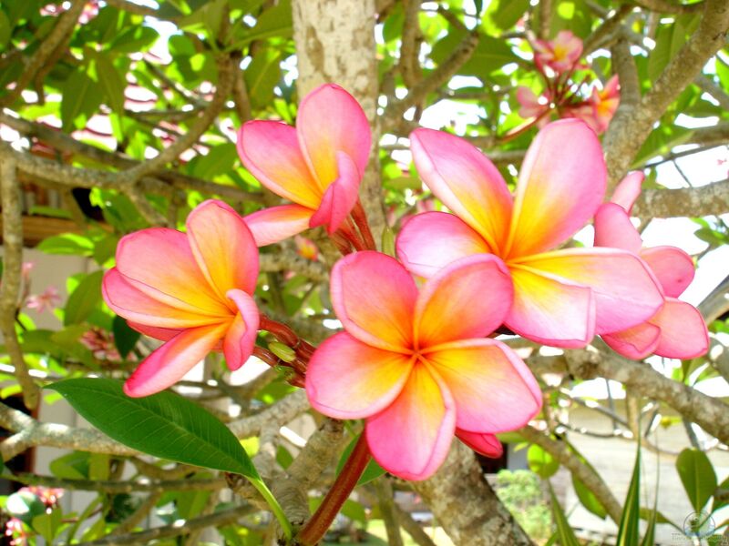 Plumeria rubra im Garten pflanzen (Einrichtungsbeispiele mit Rote Frangipani)